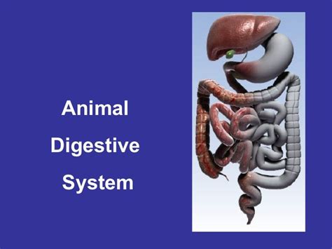  Gregarina! A Microscopic Marvel Unlocking Secrets of Animal Digestion