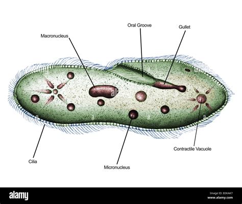  Paramecium: A Microscopic Marvel With Fuzzy Fur and a Relentless Appetite!