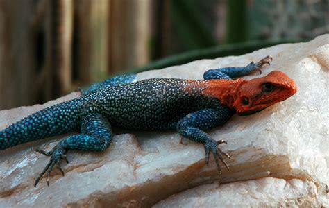  agama!  สัตว์เลื้อยคลานที่ดูเหมือนจะหลุดออกมาจากตำนานโบราณ