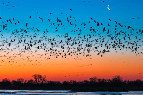  นกพิราบบา!  ผู้เชี่ยวชาญด้านสัตว์ป่าเผยความลับของนก migratory ที่น่าทึ่งและมีเอกลักษณ์เฉพาะตัว