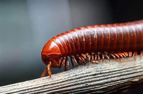  Antennophorus! A Thousand Legs With An Appetite For Decay