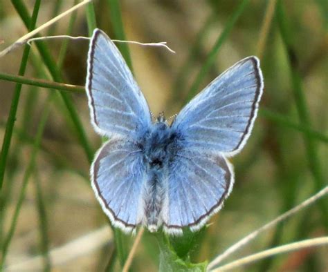  Conoce la Mariposa Glaucopsyche Lygdamus: ¿Un Maestro del Disfraz o un Genio de la Evolución?