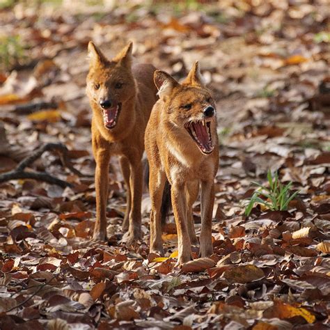  Dhole!  A Wild Canine With Exceptional Hunting Prowess that Lives in Tight-Knit Packs Roaming Dense Forests