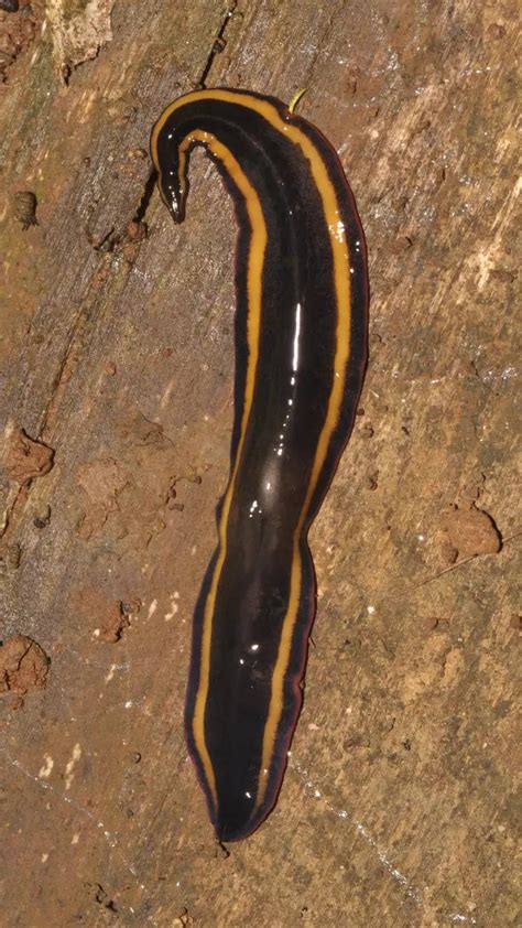  Dichorhynchus! An Astonishing Flatworm With Remarkable Regenerative Abilities