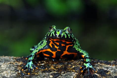  Fire-bellied Toad: A Tiny Jewel that Leaps and Squeaks its Way Through Life!