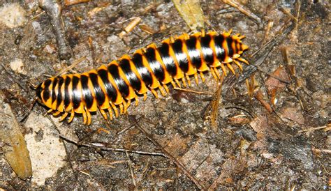  Flat-backed Millipede:  Discover its Delights and Dive into its Defensive Dilemmas!