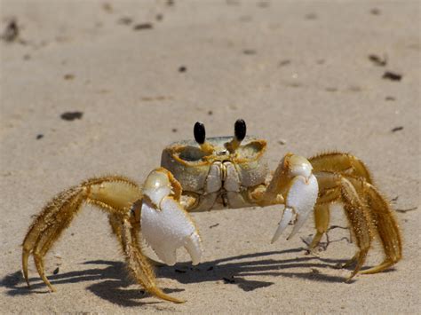  Ghost Crab: กั้งผีอาศัยอยู่ตามชายฝั่ง!