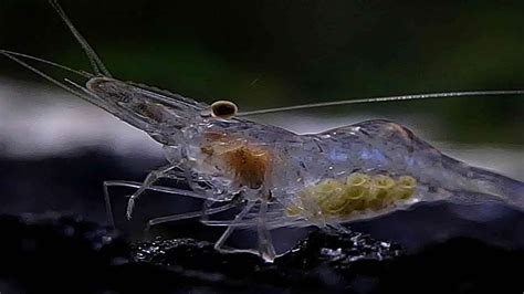  Ghost Shrimp: A Miniature Masterpiece That Wriggles and Thrives Under the Ocean Floor!