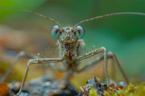  Grasshopper!  Its Vibrant Green Exoskeleton Makes It Stand Out Amongst the Foliage While Its Powerful Legs Propel It Across Vast Distances