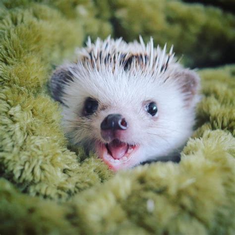   Hedgehog! หนูทุ่นขนาดเล็กที่น่ารักและมีพิษนี้มีฟันอย่างไร? 