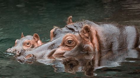  Hippotpotamus! A Majestic Water-Loving Giant With An Appetite For Destruction