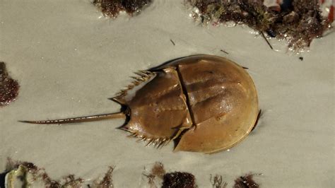  Horseshoe Crab! A Curious Creature With a Shell So Tough It Could Withstand a Cannonball