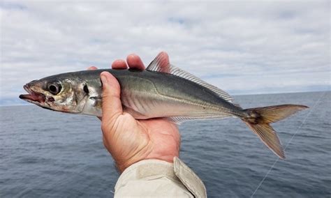  Jack Mackerel! A Delightful Fish With Streamlined Body For Swift Movements In Open Waters