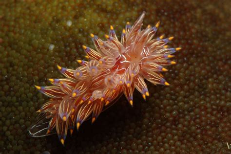  Janolus: A Tiny Slug That Knows How to Rock 'n' Roll!