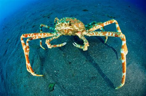  Japanese Spider Crab! A Curious Creature That Walks the Ocean Floor with Thousands of Tiny Legs