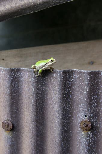 Japanese Tree Frog! An Amphibian Master of Disguise With Incredible Jumping Abilities!