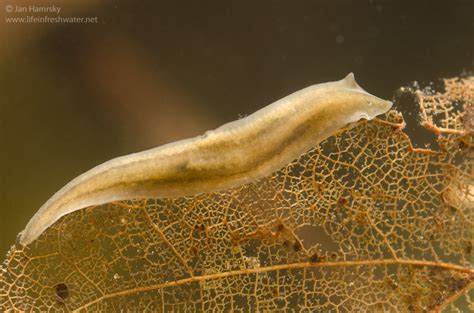  Kappa: A Free-Living Flatworm That Thrives on Freshwater Detritus!