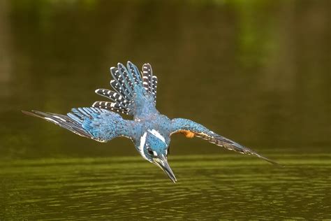  Kingfisher! A Bird Known For Its Striking Plumage And Unwavering Diving Skills