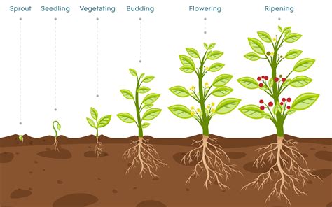 長茎術 何センチ伸びる ～植物の成長と人間の欲望の狭間で～