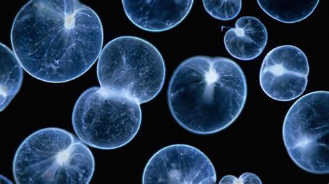  Noctiluca Scintillans: A Tiny Creature That Illuminates the Dark Depths with Sparkling Brilliance!