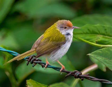  นกทอ Ntork (Thai Tailorbird)!  Known for its vibrant plumage, this fascinating avian architect meticulously crafts intricate nests using leaves and spider silk.