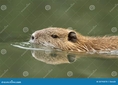  nutria! สัตว์ฟันแทะน้ำที่ชำนาญการว่ายน้ำและดำน้ำอย่างไม่น่าเชื่อ