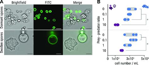  Protostelium!  This Single-Celled Wonder Engages in Exquisite Collective Behavior 