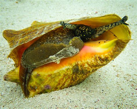  Queen Conch! A Marvelous Mollusk Living Deep in the Ocean