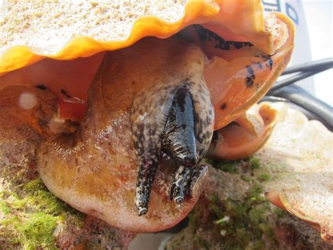  Queen Conch! The Spiral-Shelled Dweller of Sandy Depths Unveiled