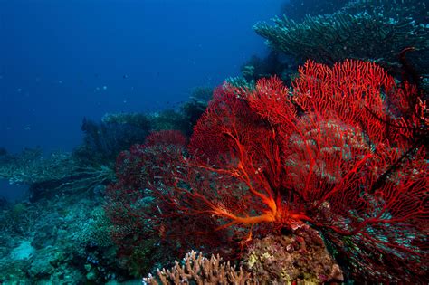  Queensland Carpet Coral: A Colorful Wonder With Tentacles That Pack a Sting!