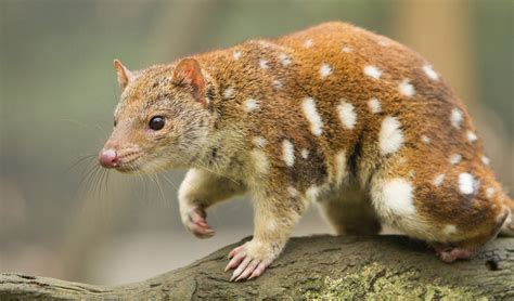  Quoll!  A Tiny Marsupial with an Enormous Appetite for Insects and Grubs