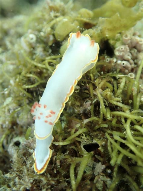  Red-tipped Sea Worm: A Fascinating Crawl That's Always Ready For a Party!