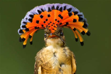  นกโรยัล (Royal Flycatcher) นกพิศดารตัวเล็กผู้เชี่ยวชาญการโชว์ความสามารถในการบินและร้องเพลงอย่างเหลือเชื่อ!