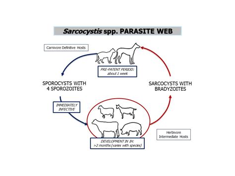 Sarcocystis! A Masterful Parasite Hiding Within the Muscles of Its Prey