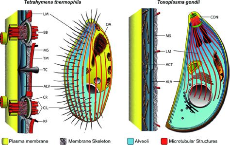  Tetrahymena! An Unassuming Ciliate With Surprising Capabilities