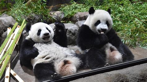 上野動物園 混雑状況 パンダの夢はなぜ虹色なのか