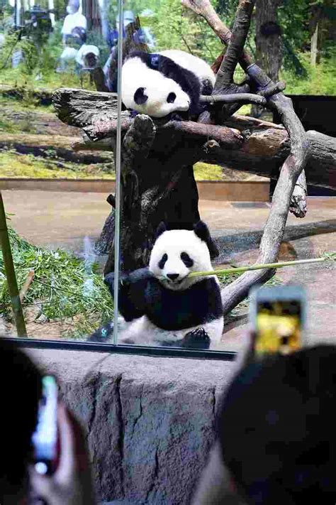 上野動物園 周辺 パンダの夢とラーメンの夜