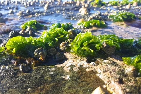  Ulva (Sea Lettuce) : A Delectable Treat for Herbivorous Sea Creatures and A Fascinating Example of Photosynthesis in Action!