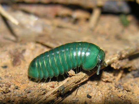  Uropodus!  Meet the Bizarre Creature That Crawls Like a Millipede But Has an Armor Like a Pillbug