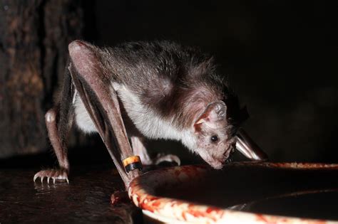  Vampire Bat: A Tiny Mammal That Drinks Blood For Dinner!