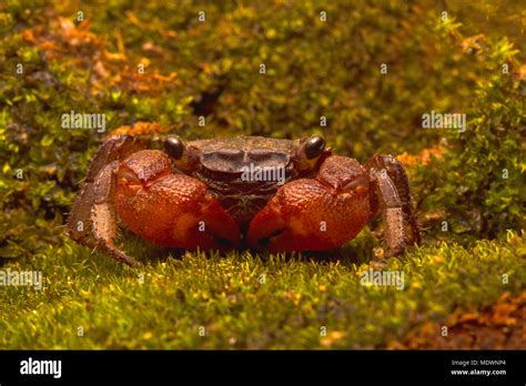  Vampire Crab! A Tiny Terror With an Impressive Defense Mechanism