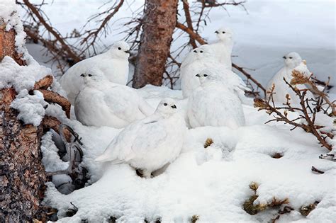  зимовказский Птица:  Have you ever seen a bird that can blend into its snowy environment like a feathered ninja? 