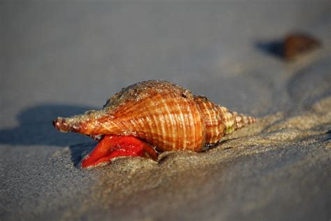  Xancous!  A Gastropod With Shells So Stunning They’ll Make You Forget About Diamonds