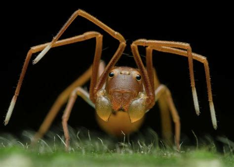  Xysticus!  A Master Weaver of Deception Hiding Among the Shadows