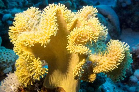  Yellow Leather Coral: Living Jewels That Bloom Underwater!