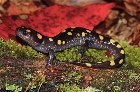  Yellow-Spotted Salamander: A Tiny Amphibian Wonder Who Hops Between Forest Floors and Crystal Clear Ponds!