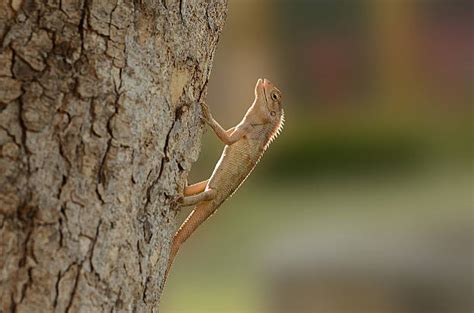 Zorro Lizard!  A Reptile That’s Both Slithery and Majestic!